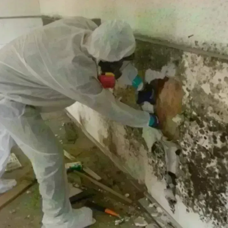 Mold Remediation and Removal in Jackson, SC